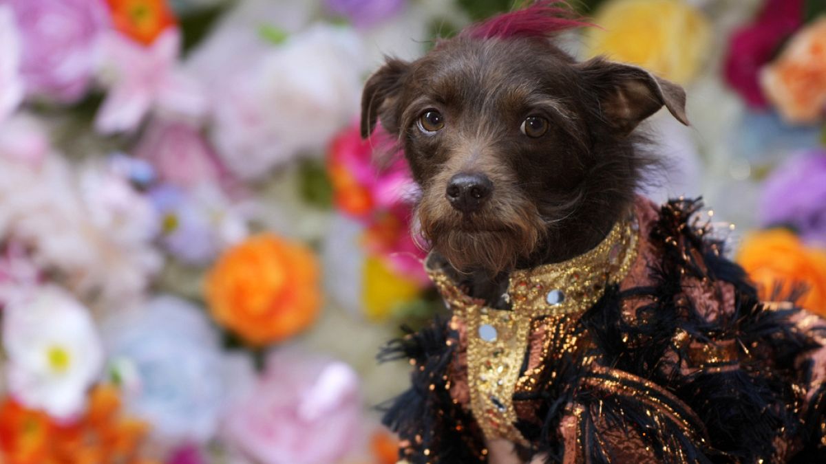 In pictures: Adorable designer dogs strut their stuff at the Pet Gala 