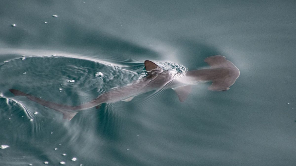 &lsquo;An amazing discovery&rsquo;: Scientists hit upon first nursery for hammerhead sharks in the Gal&aacute;pagos 