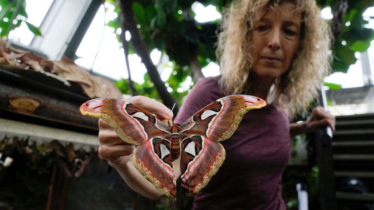 This butterfly forest in the Italian Alps is helping scientists study climate change in Tanzania 