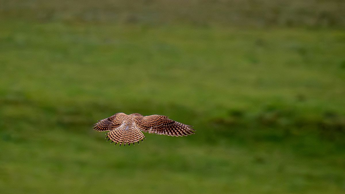 ‘One of the most nature-depleted countries on Earth’: UK faces legal battle over wildlife