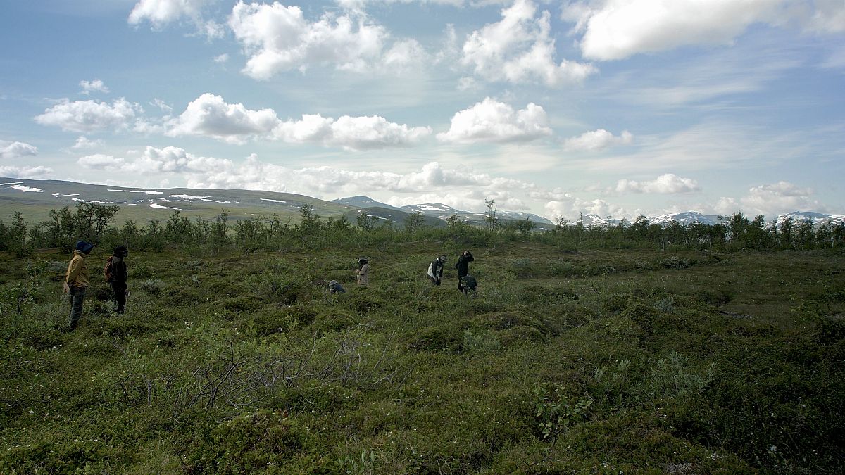 Down in the bog: Tallinn exhibition dives into the unique ecosystem of peatlands