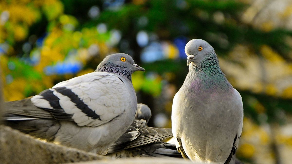 Pigeon problems: German town votes to have birds killed, outraging animal rights’ activists