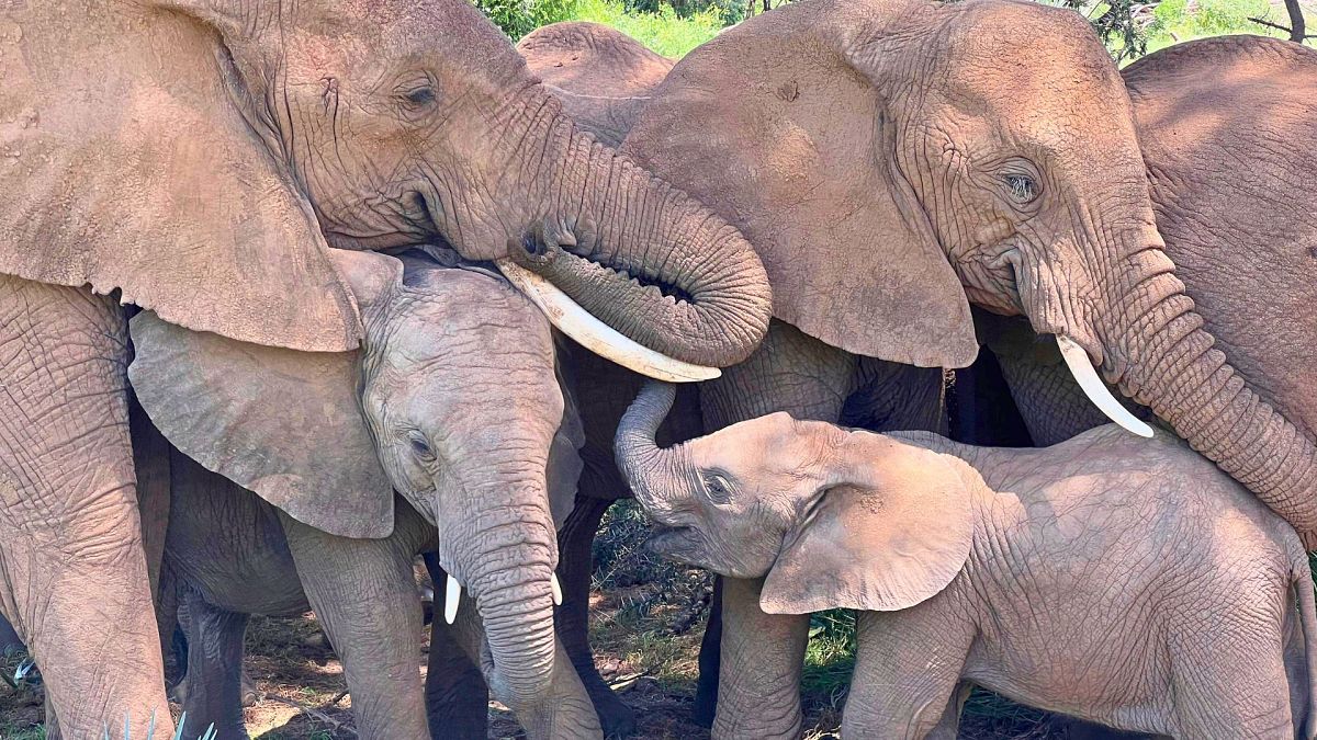 Call me by my name: Elephants' low rumbles could be unique to one another, research reveals 