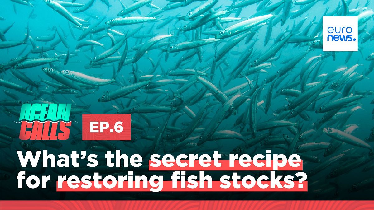 Will there ever be more fish in the sea?