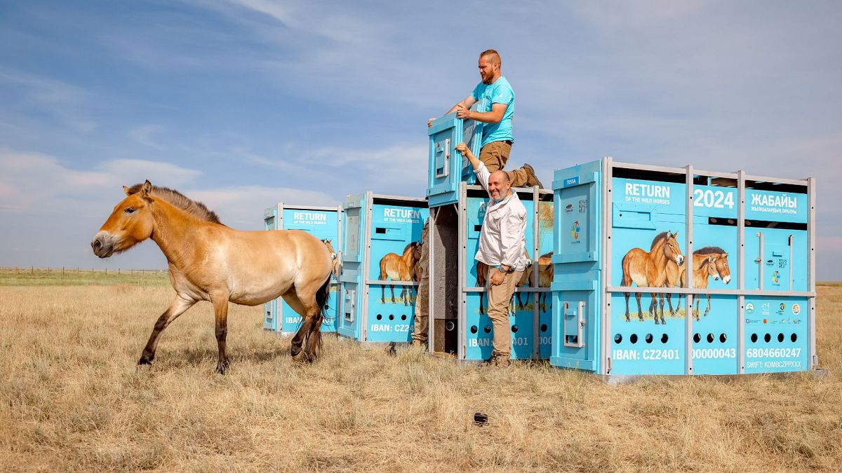 Nature restoration, rewilding and battery innovations: Positive environmental stories from 2024