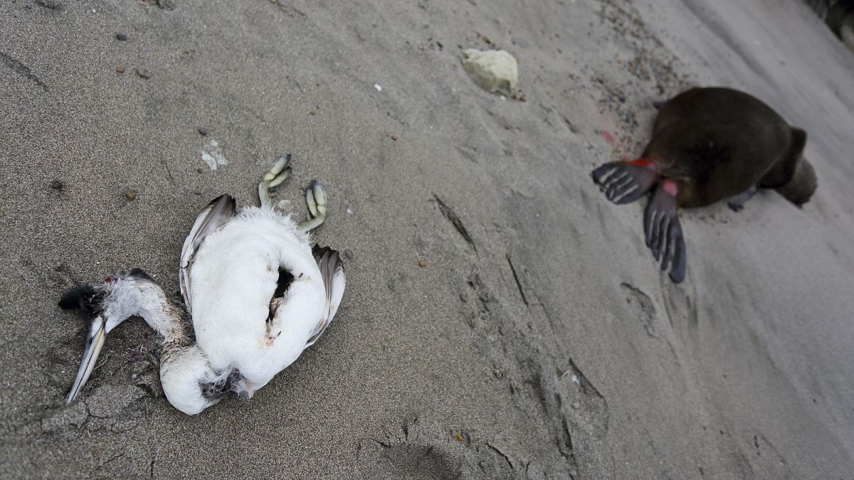 Why is bird flu highly lethal to some animals, but not to others?