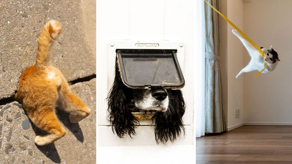 Comedy Pet Photo Awards 2024: Feast your eyes on the winners  