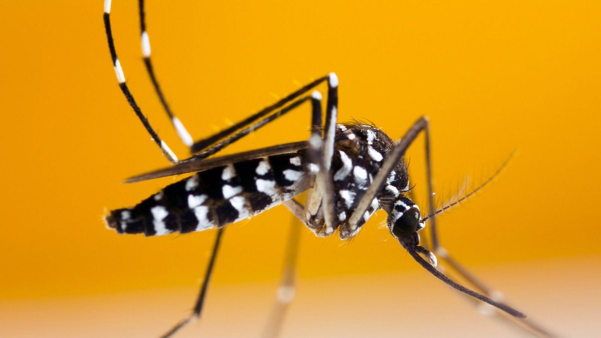 Travelling to a European country with dengue? Top tips to keep tiger-mosquitoes at bay 