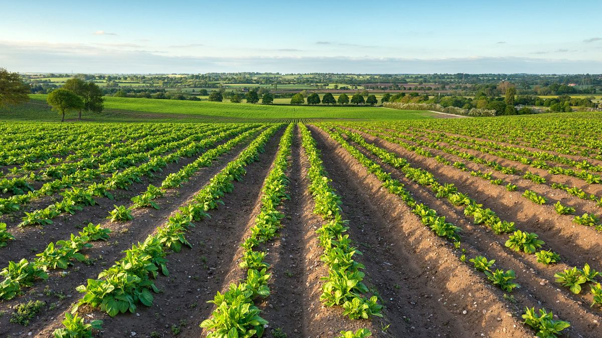 ‘Install and forget’ soil-powered batteries could bring cheap, clean energy to farms in Europe