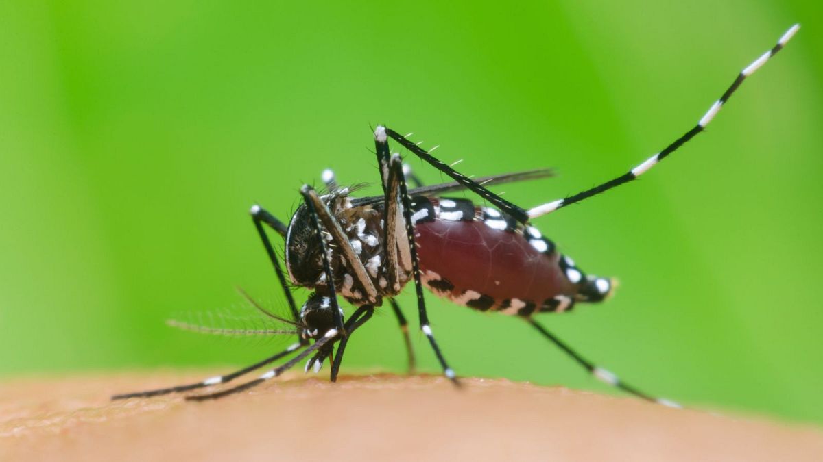 Which European countries have tiger mosquitoes? Dengue cases are rising with temperatures 