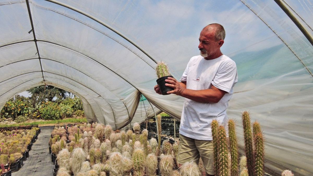 Criminals stole hundreds of rare cacti from Chile. Now an Italian NGO is suing the suspects