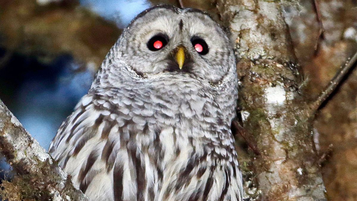 Almost half-a-million owls to be killed in US in attempt to save another owl species from extinction 