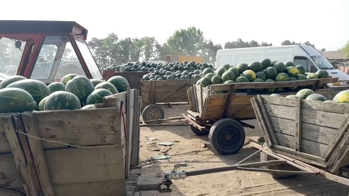 Переизбыток арбузов ставит фермеров в затруднительное положение 