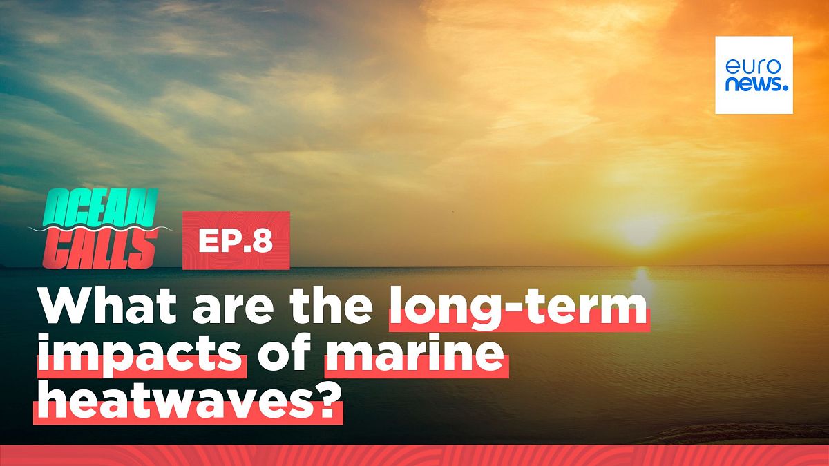 Are marine heatwaves killing our oceans? 