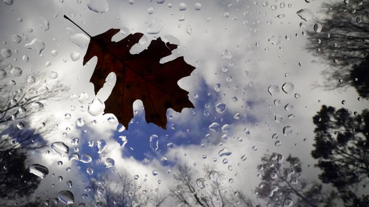 European cities give their dead leaves to this startup to turn them into shopping bags and paper 