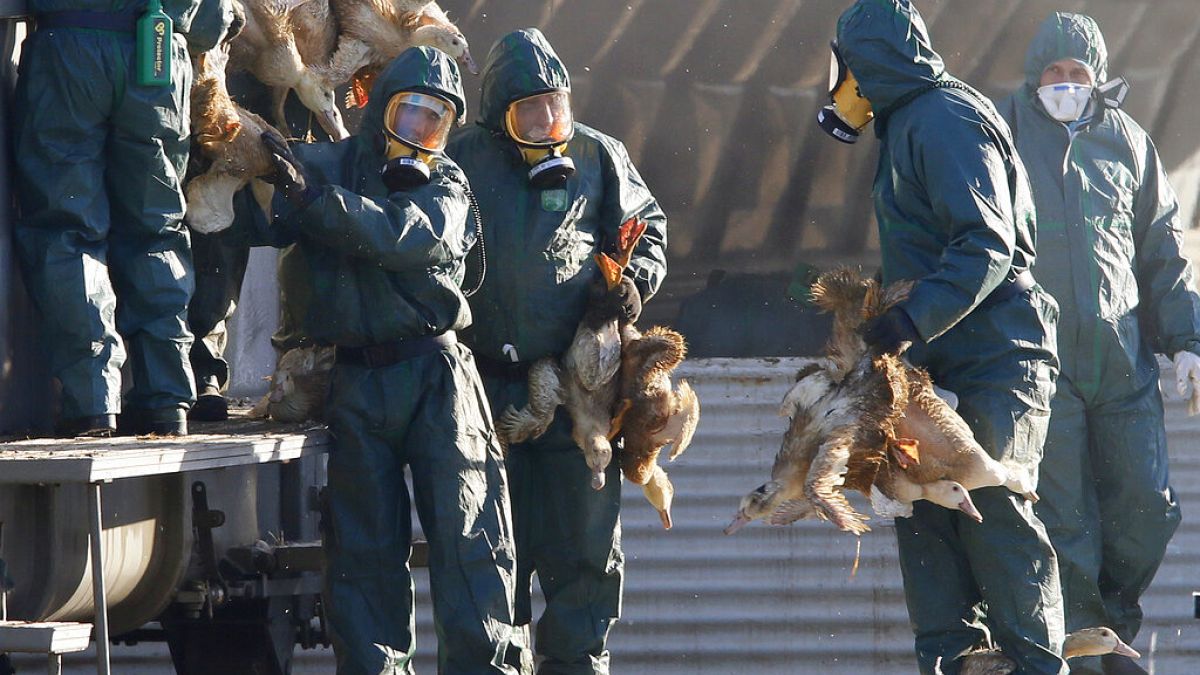 EU agencies call for increased vigilance on bird flu    