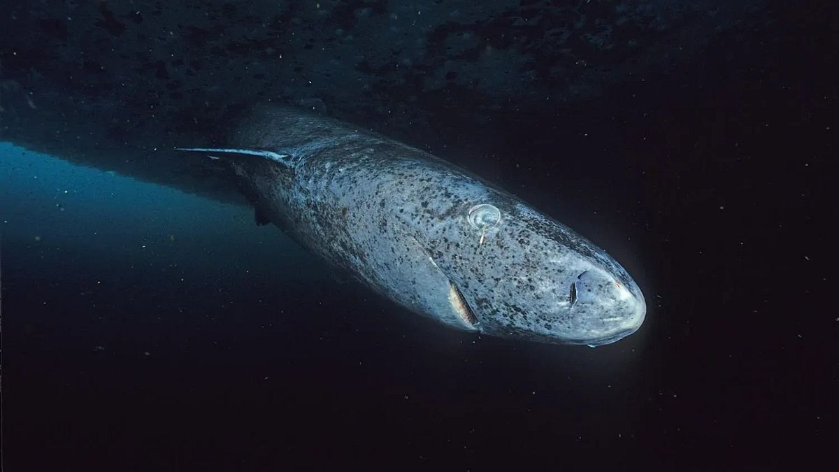 How did scientists discover new anti-ageing secrets from the world’s longest-living vertebrate?