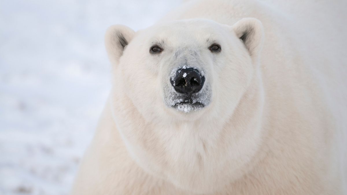 Polar bear tracking tech breakthrough could boost conservation as climate heats up 