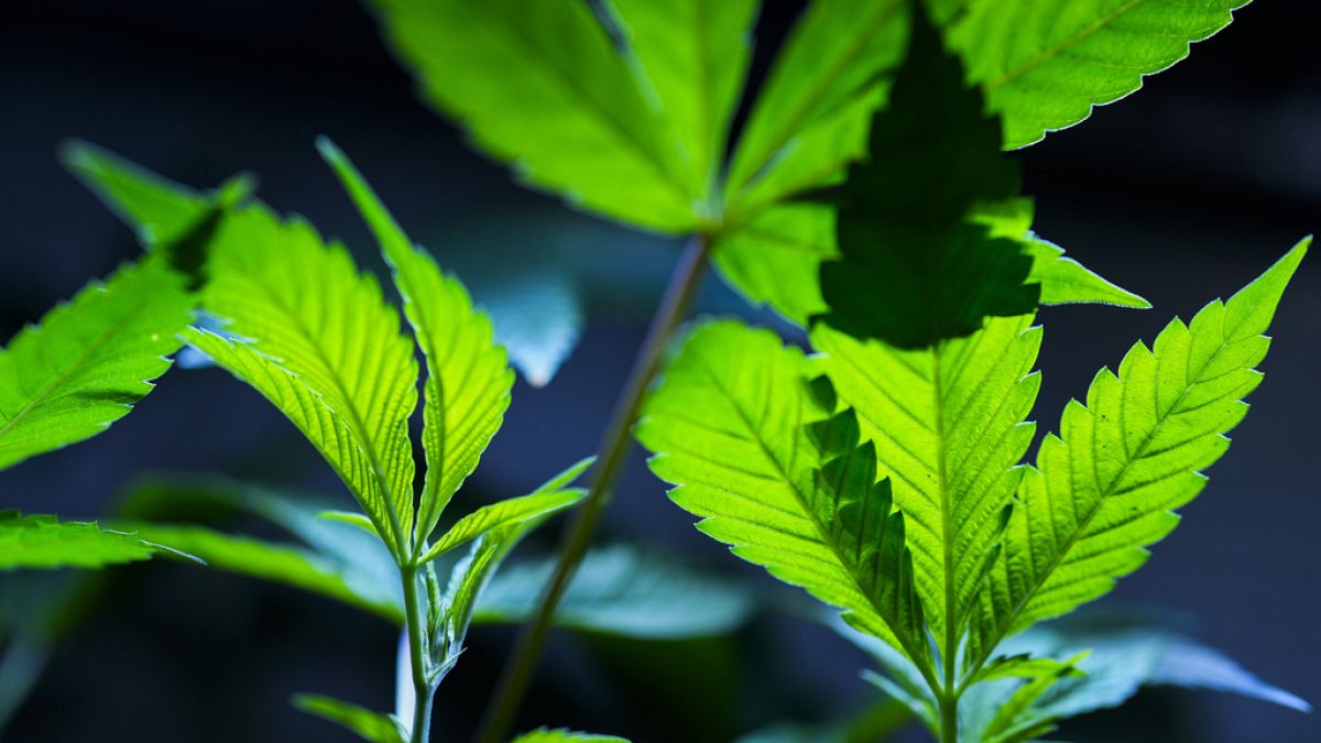 European cannabis firms look to list in the US as it mulls easing controls 