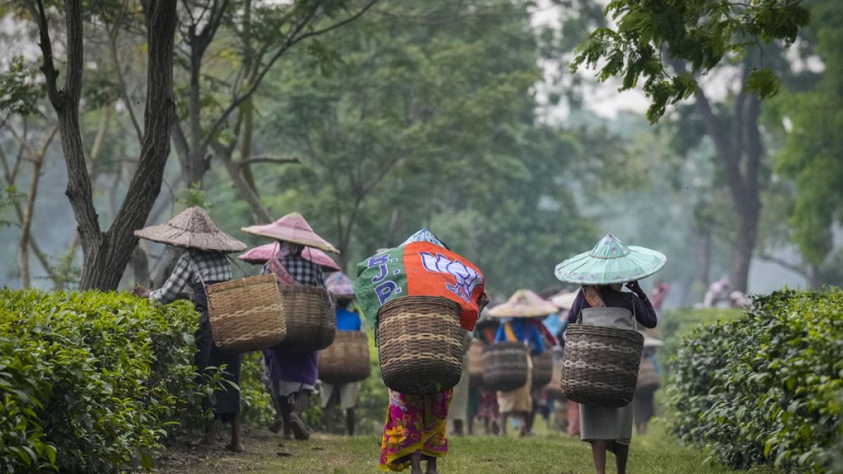 Price rises brewing for tea drinkers as extreme weather hits harvests 