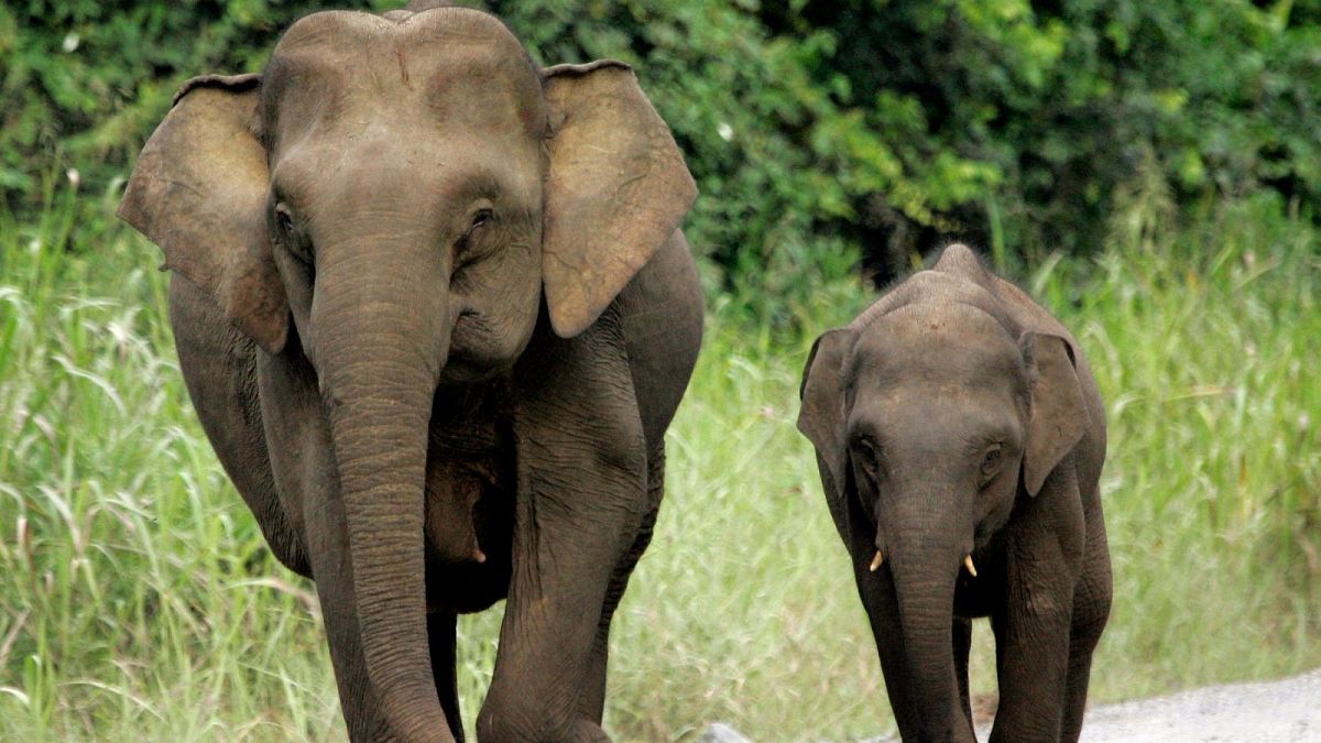 From Bornean elephants to Chilean cacti: Red list of threatened species jumps by 6,000