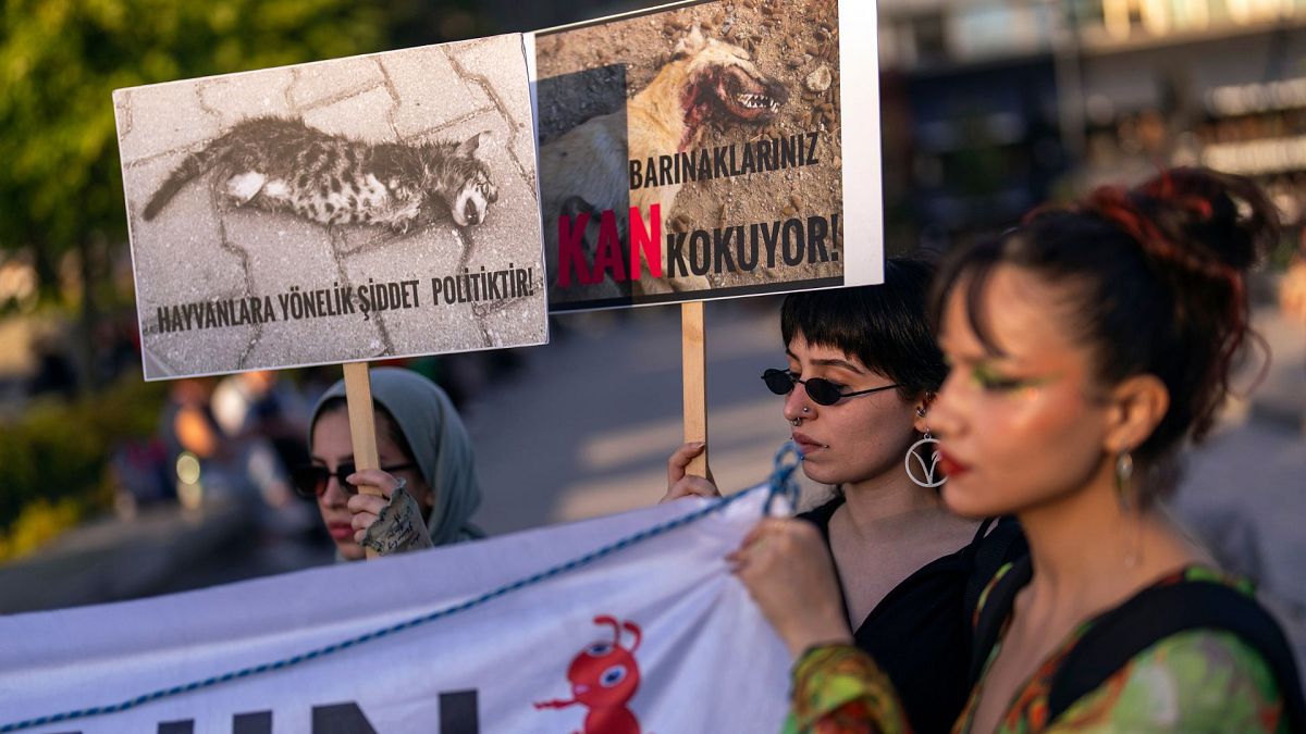 Türkiye proposes new bill to control street dogs as UK issues travel warning of ‘aggressive’ packs